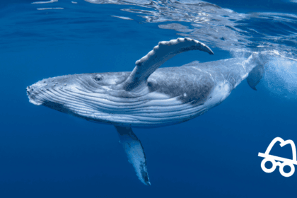 wieloryb eth coinspector