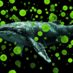 Wieloryby VTC sterują rynkiem Glassnode